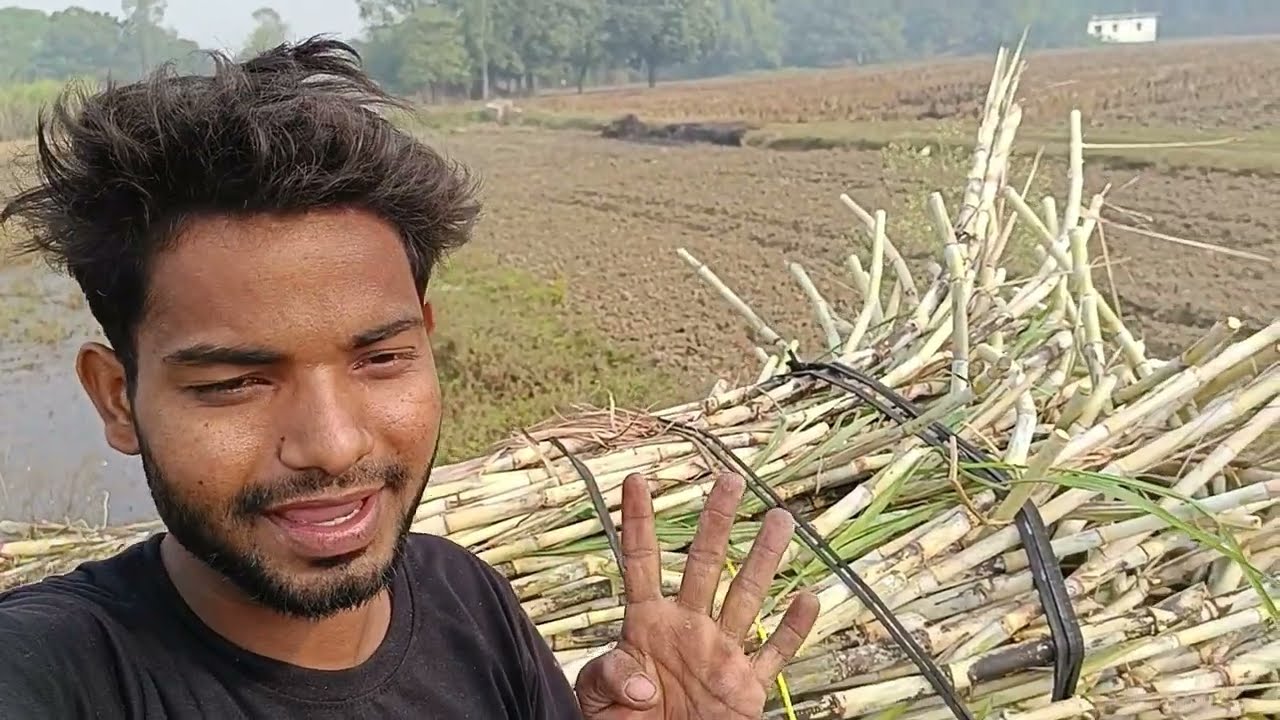 Paisa hi paisa 💵.गन्ने की खेती से हमारा दो फायदा हो गया🥰 सरसों के साथ गने की  खेती बुवाई 