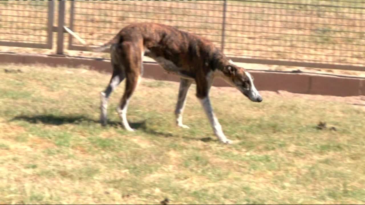 Lola y Roberto quieren adoptar un galgo