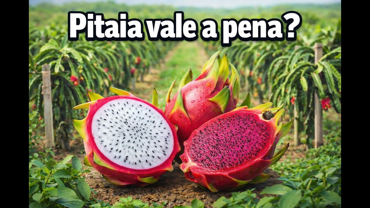 Meu polmar de pitaias #pitaya