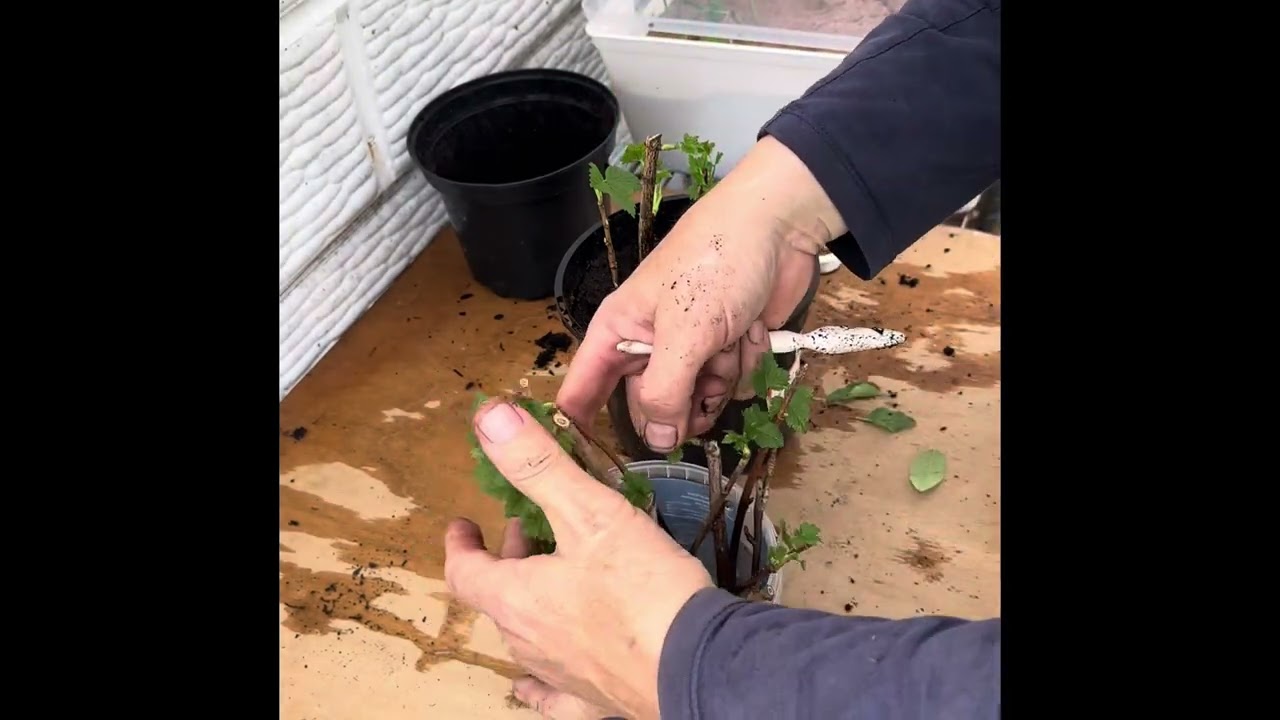 “Super Fruit Propagation Made Easy 🍓 Goji, Honey Berries, Blueberries & More | Gardening for Health”