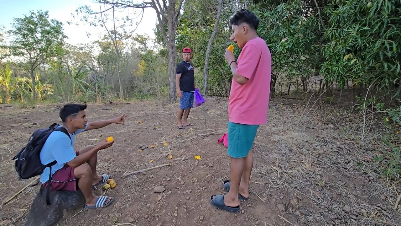 Cosecha de mango 