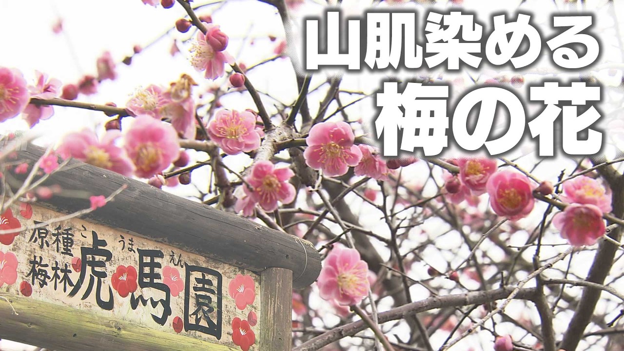 見頃を迎えた梅の花　長崎市の梅園「虎馬園」