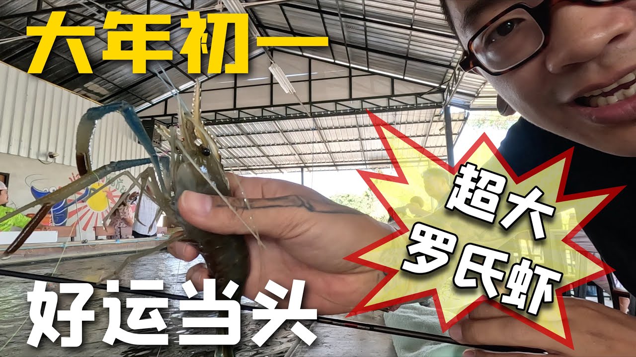 【VLOG】清迈钓虾场新年好运来 超大泰国罗氏沼虾满载而归