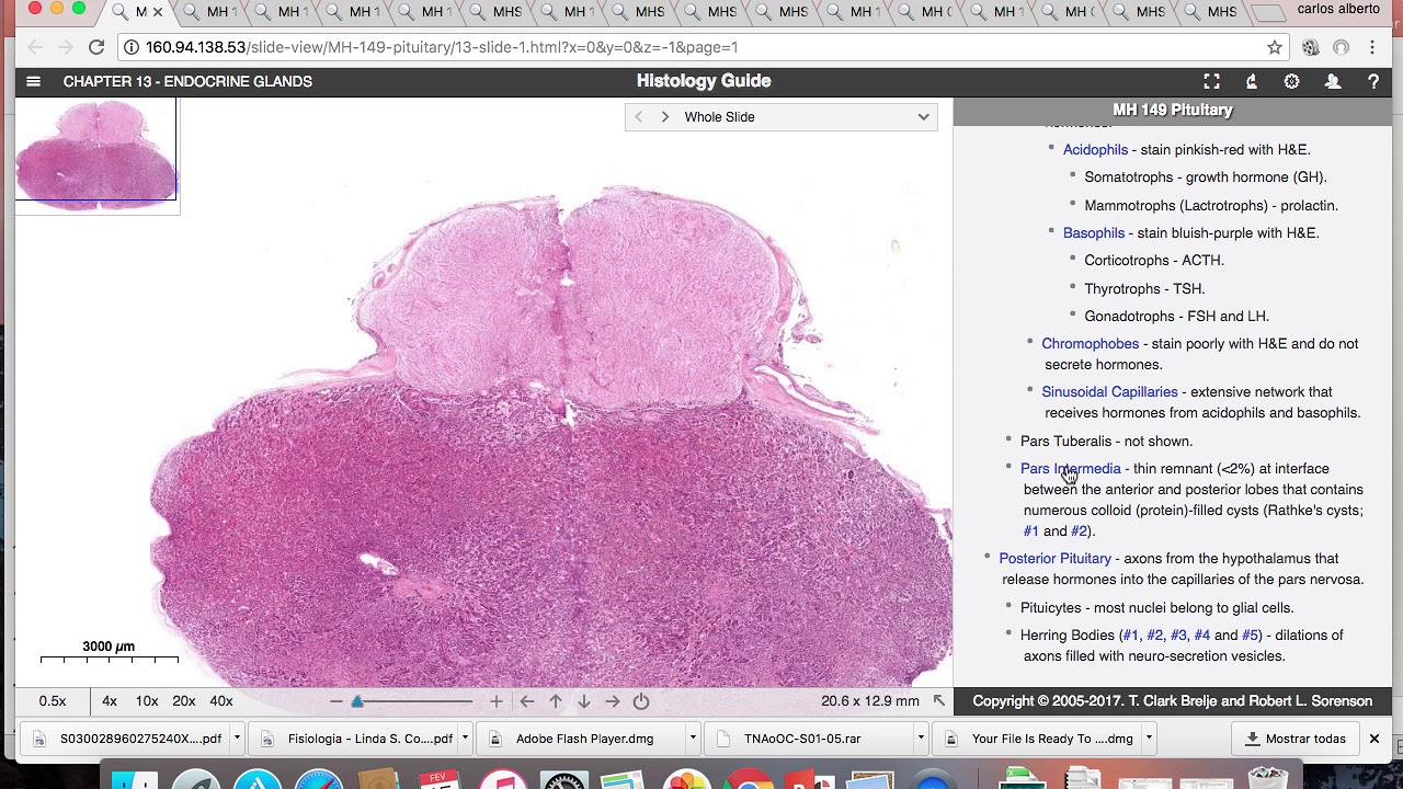 Histologia - Tecido Endocrino