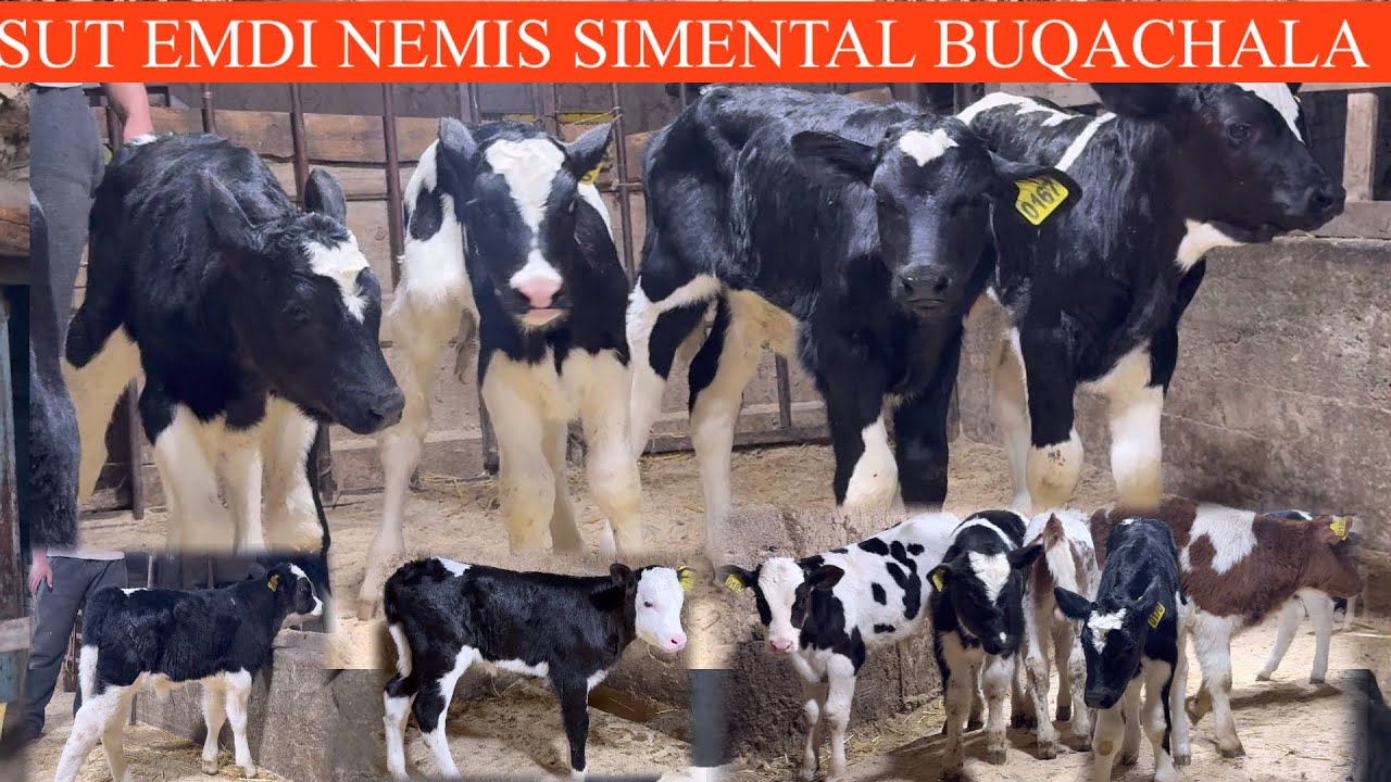 MURODJON😳F💥🥛SUT EMDI SIMMENTAL OLA QORA ZOʻRLARIDAN KELDI🚘DASTAFKSI BOR🏃