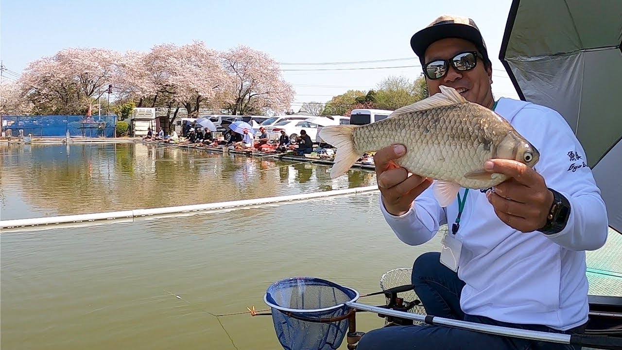 桜舞い散る吉森へら鮒センターで晩春のチョウチンセット!!