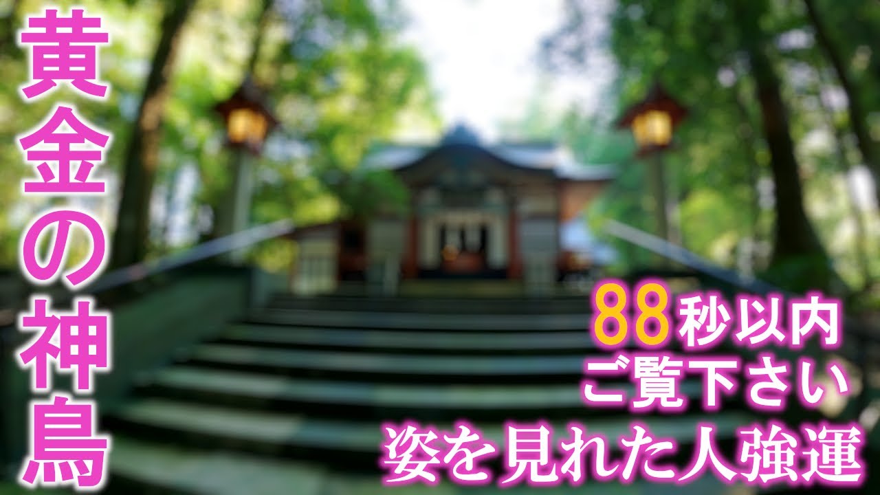 ⚠️神回※もし逃したら二度とありません※突如拝殿に黄金の神鳥が出現ました｜早朝の霧島東神社遠隔参拝147