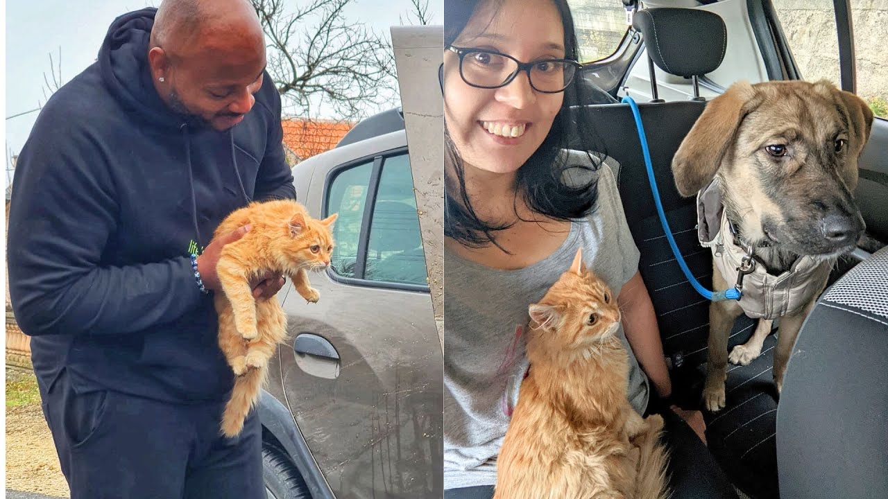 Couple Save Cute Puppy And Kitten From The Roadside 😱
