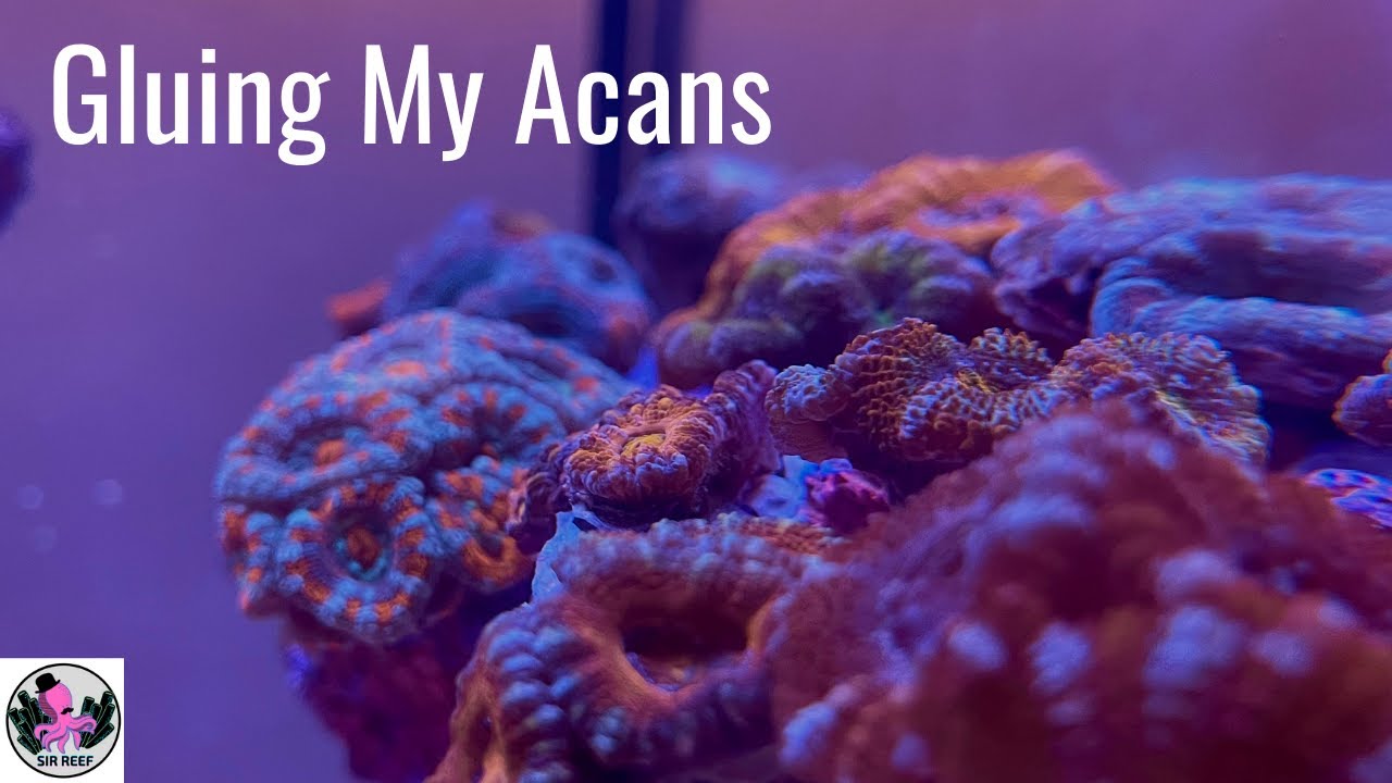 Making an Acan Garden (Step by Step Guide)