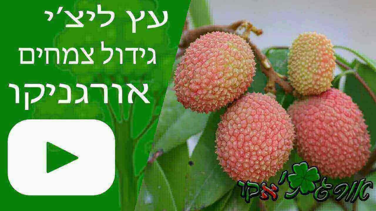 ליצ'י - גידול עץ - אורגניקו
