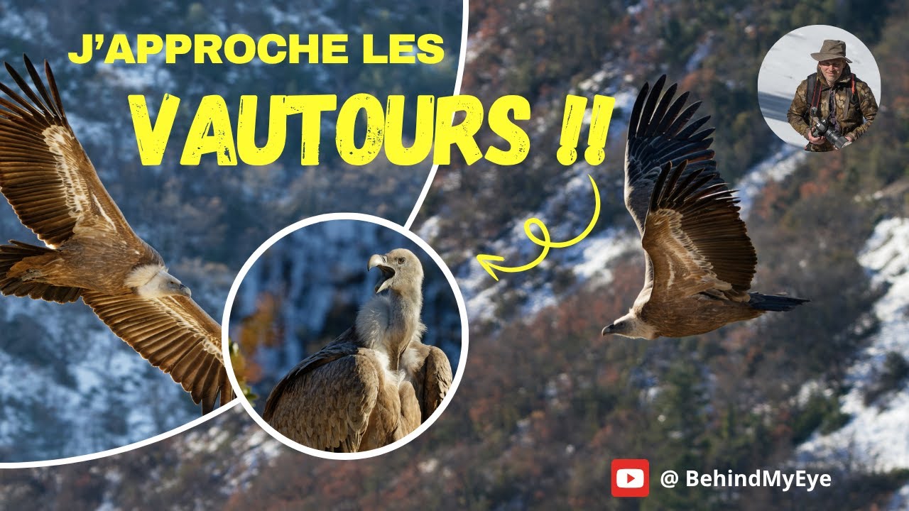 Mes photos de vautours fauves