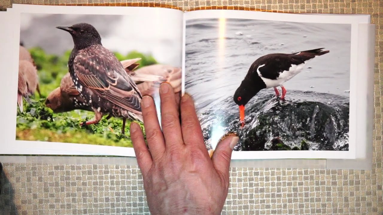 vogelboek