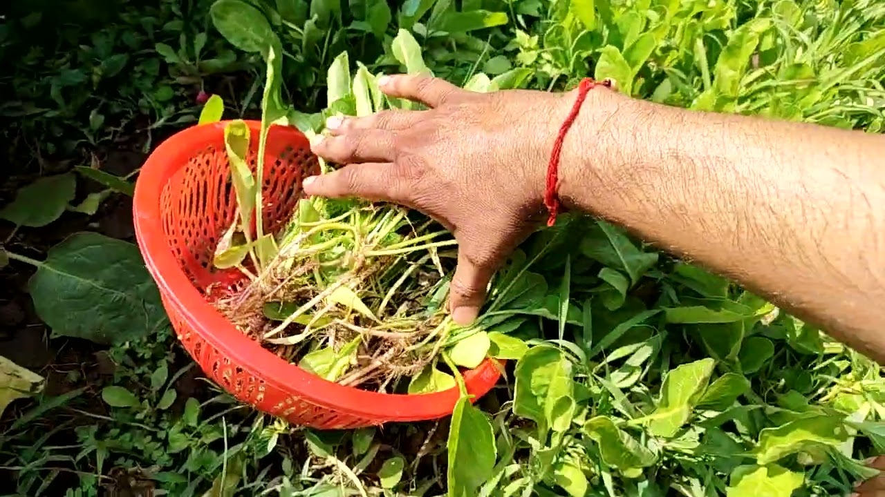 The method of harvesting spinach