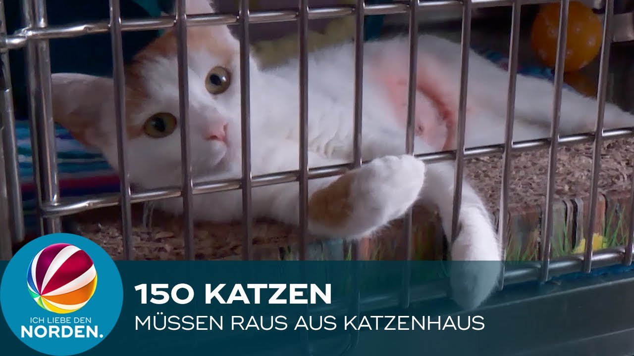 Wohin mit 150 Katzen? Katzenhaus in Hamburger Tierheim einsturzgefährdet