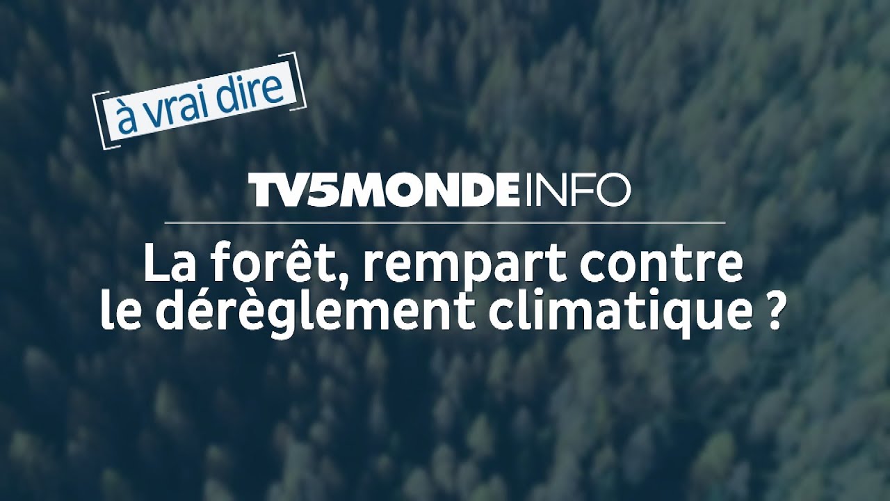 Planter des arbres est-ce la solution face au d&eacute;r&egrave;glement climatique contre les &eacute;missions de CO2 ?