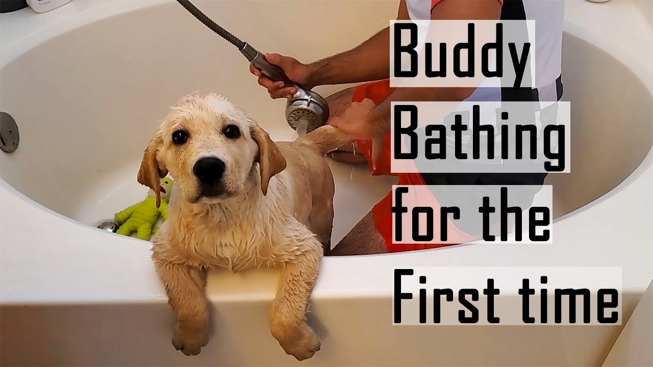 Labrador Puppy Deshedding and Bathing for the First Time | Funny Reaction