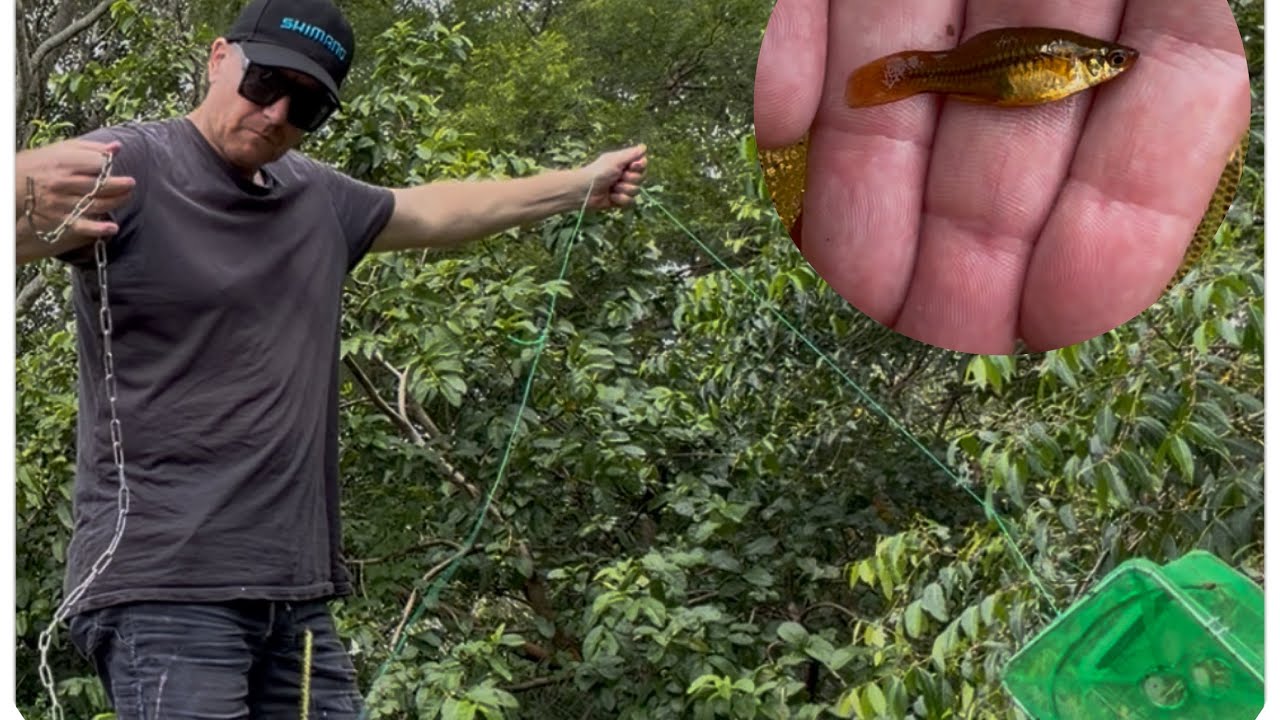 CATCHING MY OWN AQUARIUM FISH !! Beautiful Orange Swordtails 
