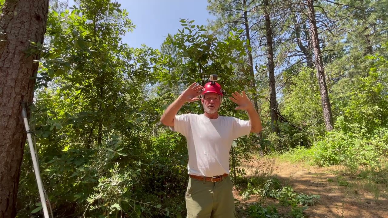 Tree Crown Reduction Example 1