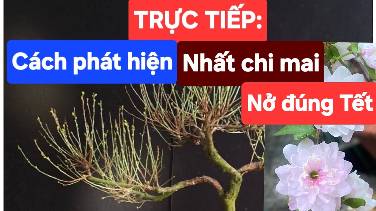 PHÁT TRỰC TIẾP: Cách phát hiện nhất chi mai nở đúng Tết