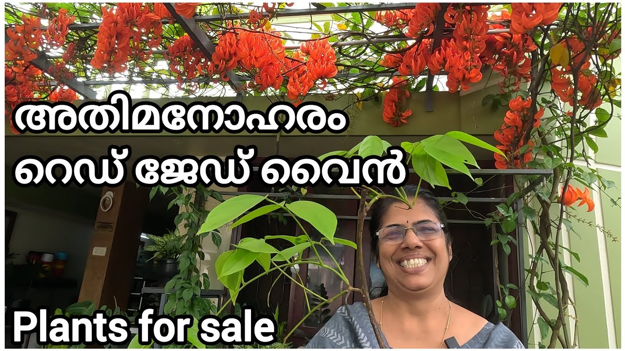 Red jade vine plants for sale 