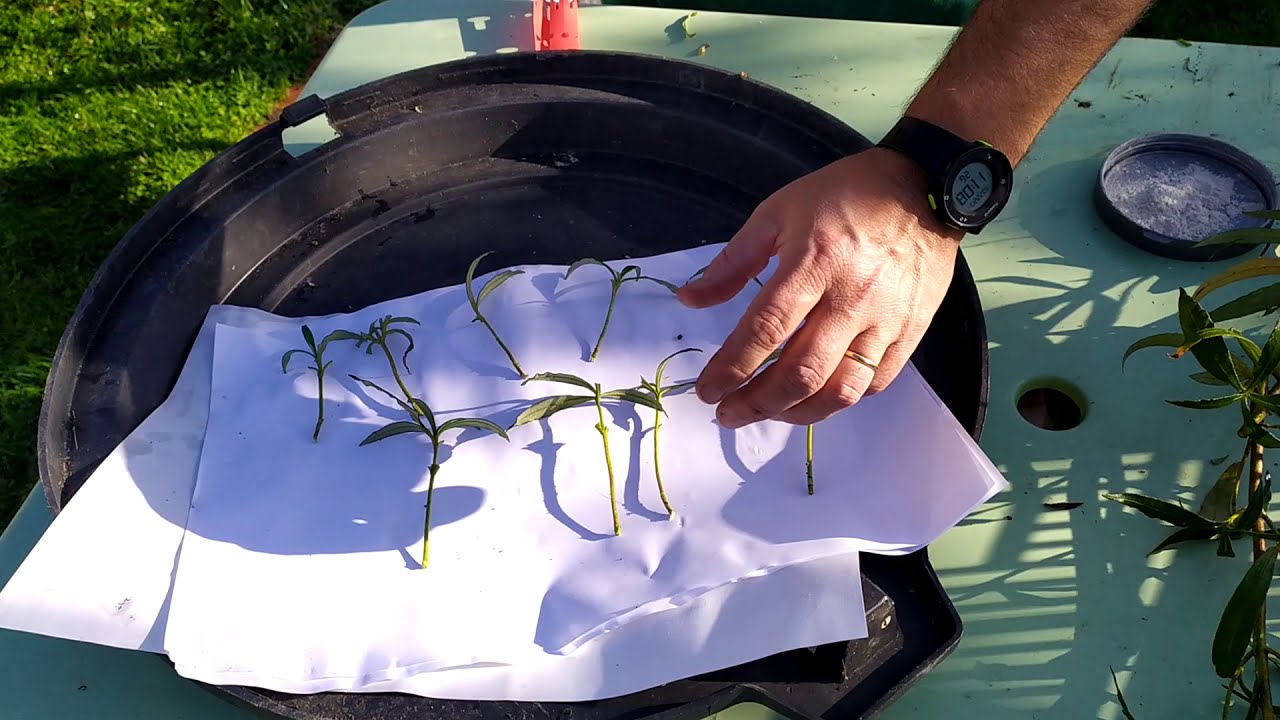 Le bouturage d'arbustes persistants : ciste persistante la ciste ladanifer