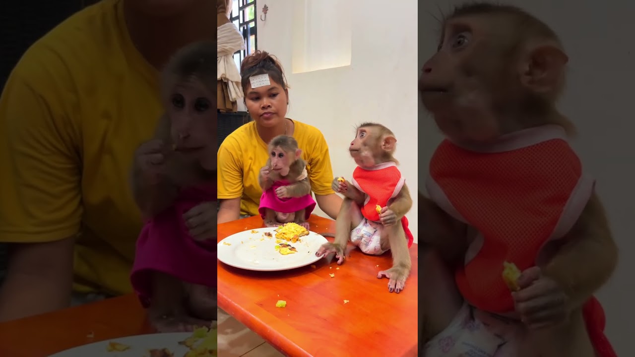 Monkey smiles inside homes filled with human kindness and care ���� #LovingMonkey #JoyInHome
