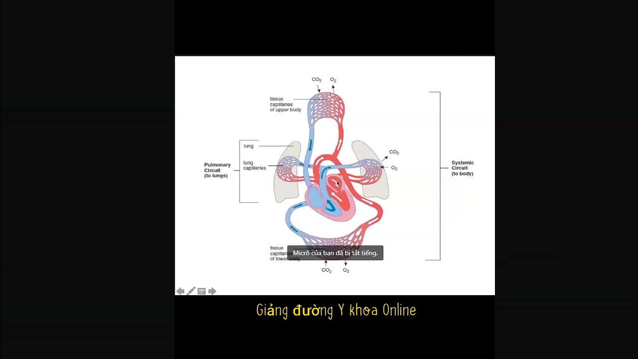 GIẢI PHẪU - SINH LÝ HỆ TUẦN HOÀN