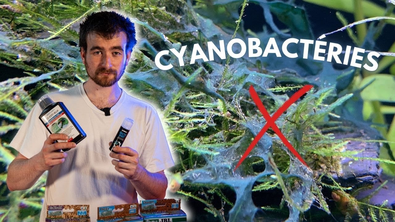 LES CYANOBACTÉRIES / ALGUES BLEUES (PARTIE 3) | AQUABOTA