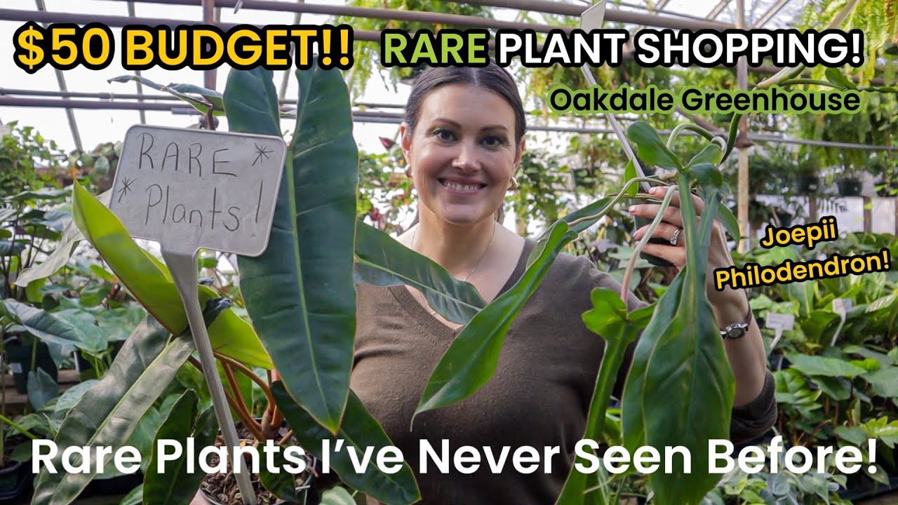 Can I Go RARE Plant Shopping With A $50 BUDGET? Indoor Plant Haul - PLANT PACKED Oakdale Greenhouse