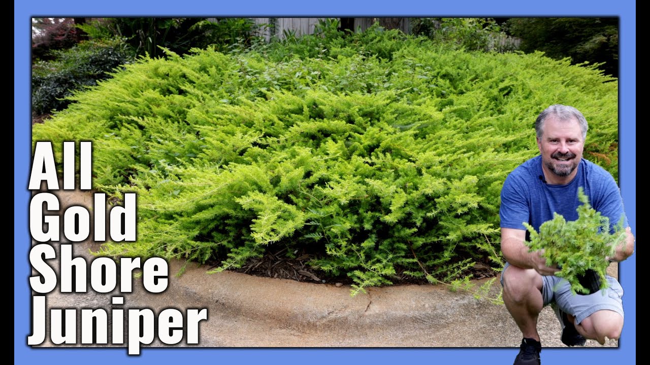 All Gold Shore Juniper - Great groundcover for a sunny slope