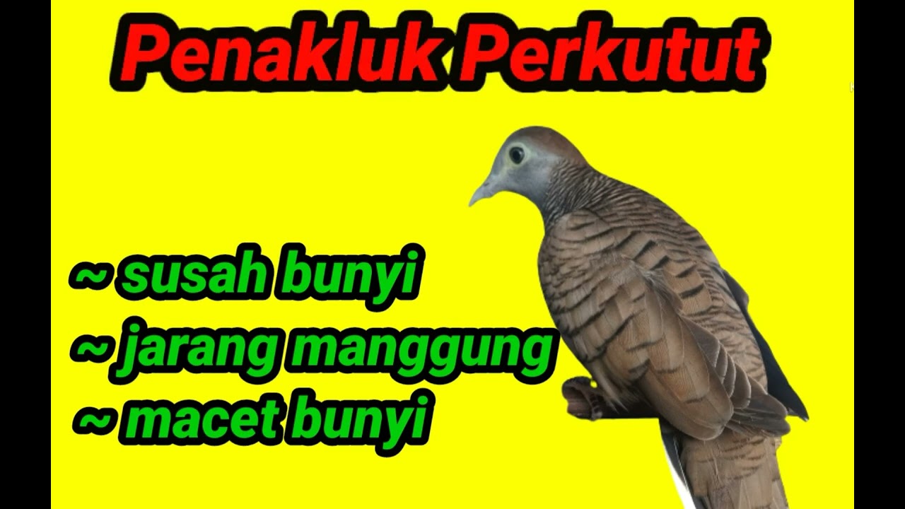 Suara terapi PERKUTUT SETRES || Langsung BUNYI