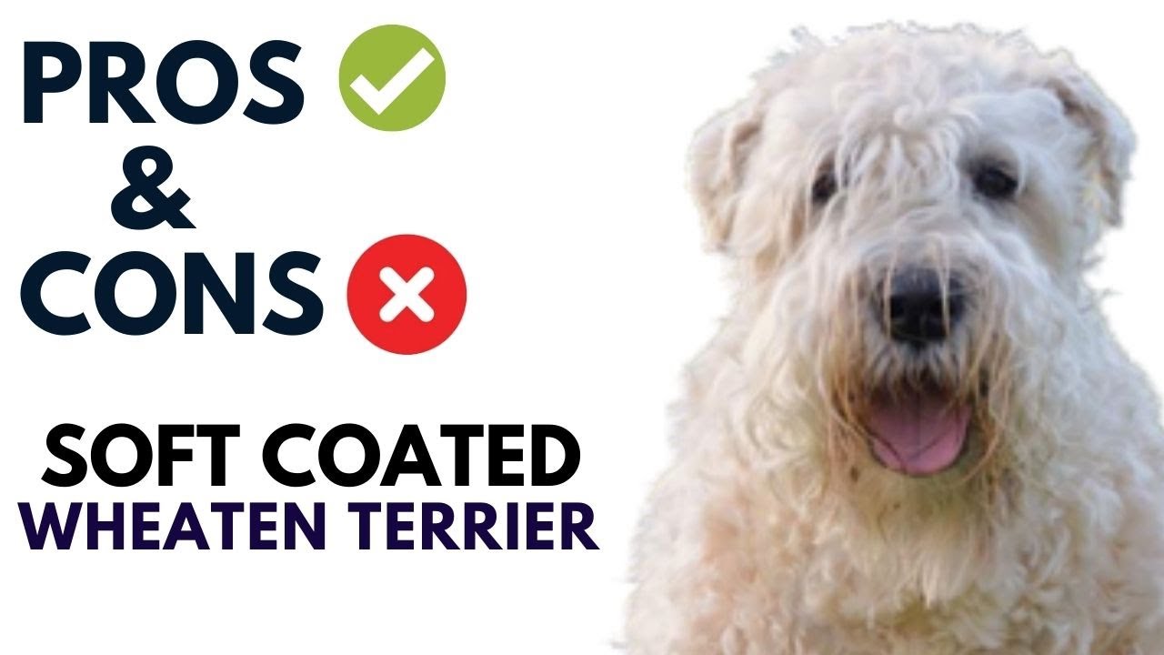Soft Coated Wheaten Terrier Breed Pros and Cons | Wheaten Terrier Advantages and Disadvantages