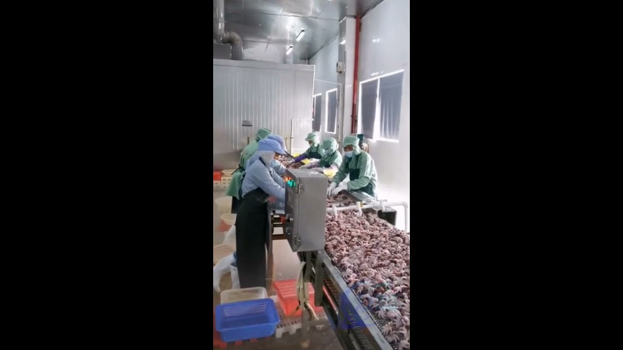 octopus processing, octopus processing line, octopus cooking, octopus frozen #fishprocessing #fish