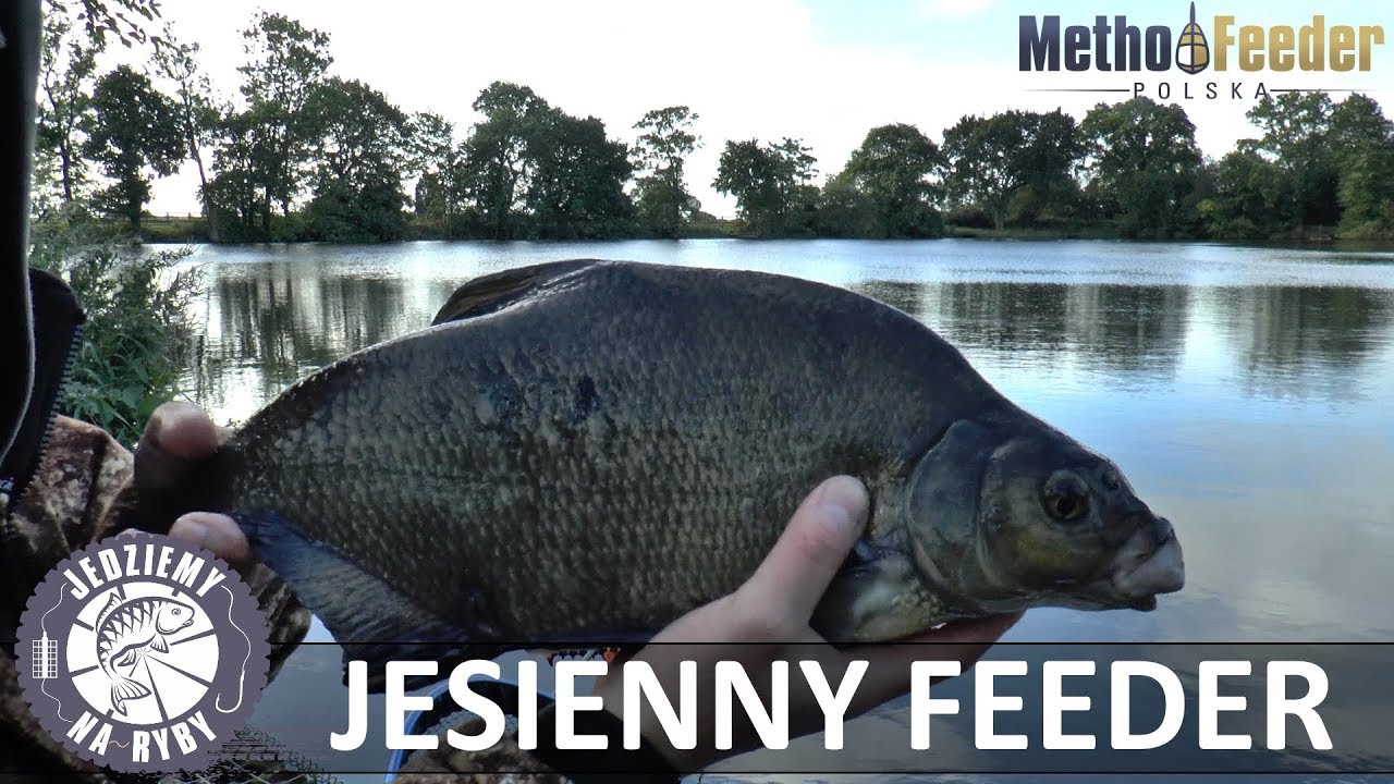 Jesienny Feeder - Nęcimy leszcze