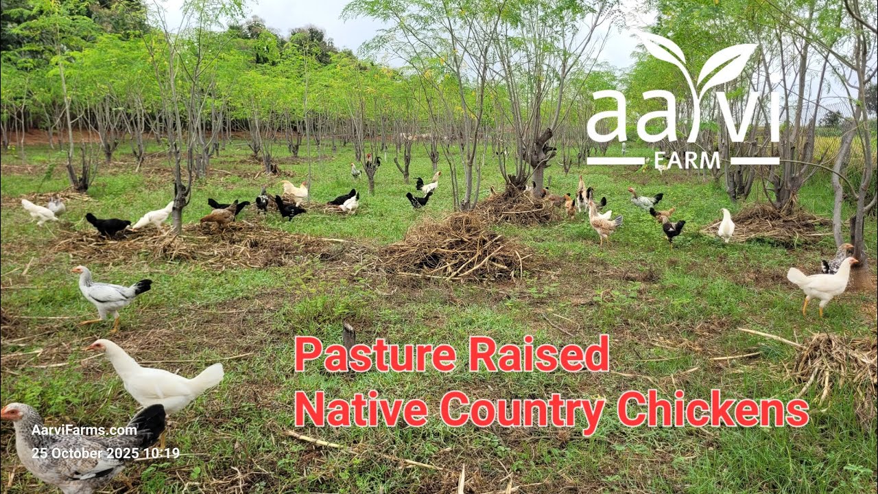 Truly Pasture Raised Aarvi Farm's Country Chickens | Fertilizer-free Poultry Moringa Integrated Farm