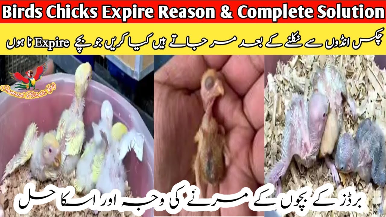 Why Lovebirds Chicks Die |Birds Chicks Expiry Reason&Solution |Lovebirds Ke Chicks Kyun Marjate Hain