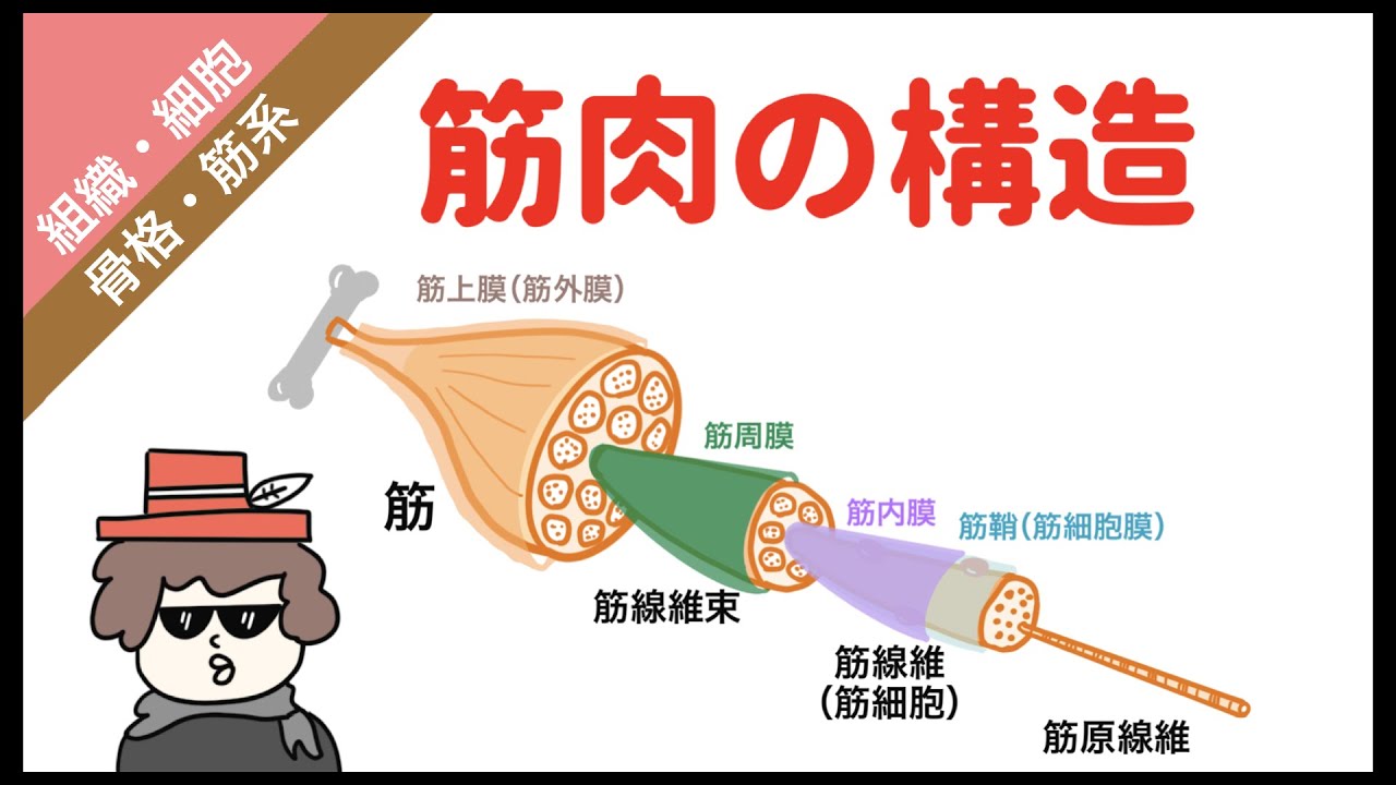筋組織の構造（骨格筋、心筋、平滑筋）