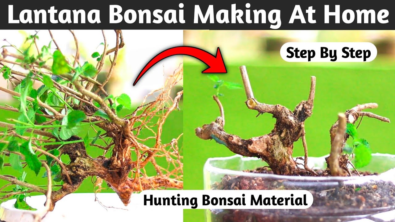 Lantana Bonsai Making At Home