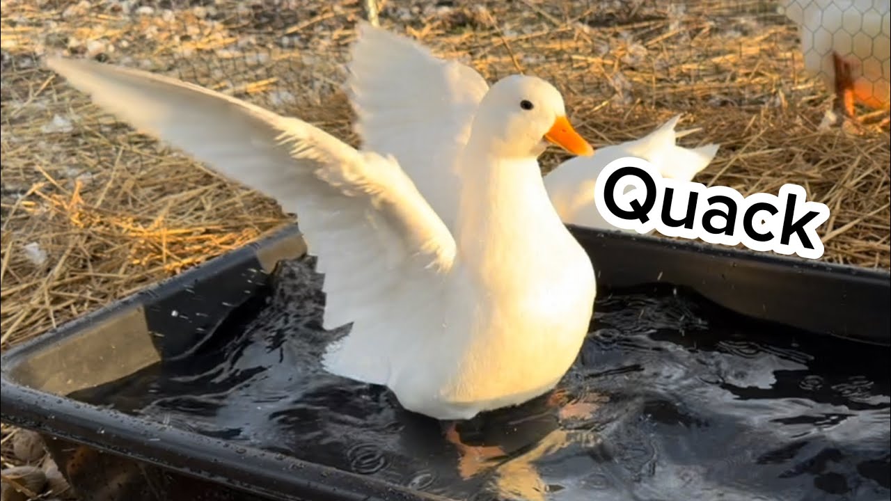 Day in the Life of my Pet Ducks￼ 