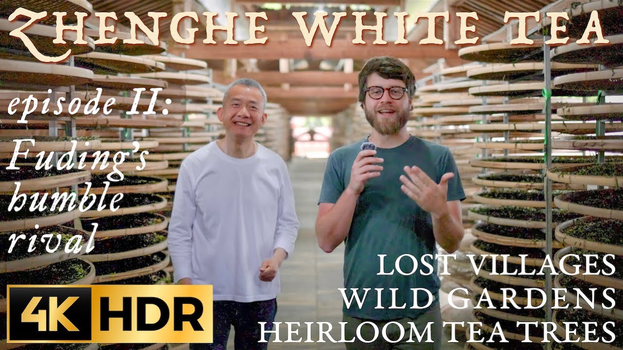 Zhenghe White Tea: Unseen | CHINA SOURCING TRIP