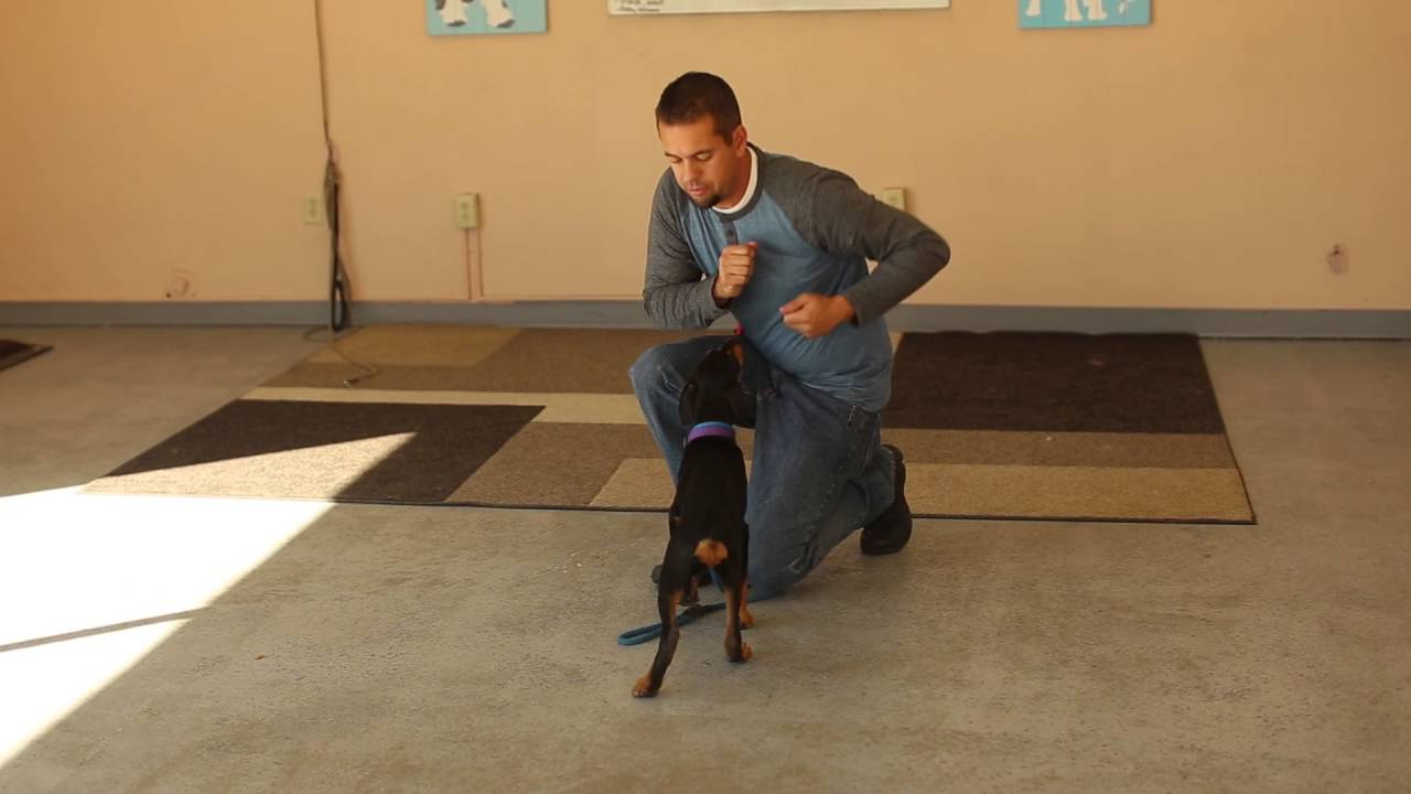 TYD60 Moment - Doberman Puppy- Salt Lake City Dog Trainers