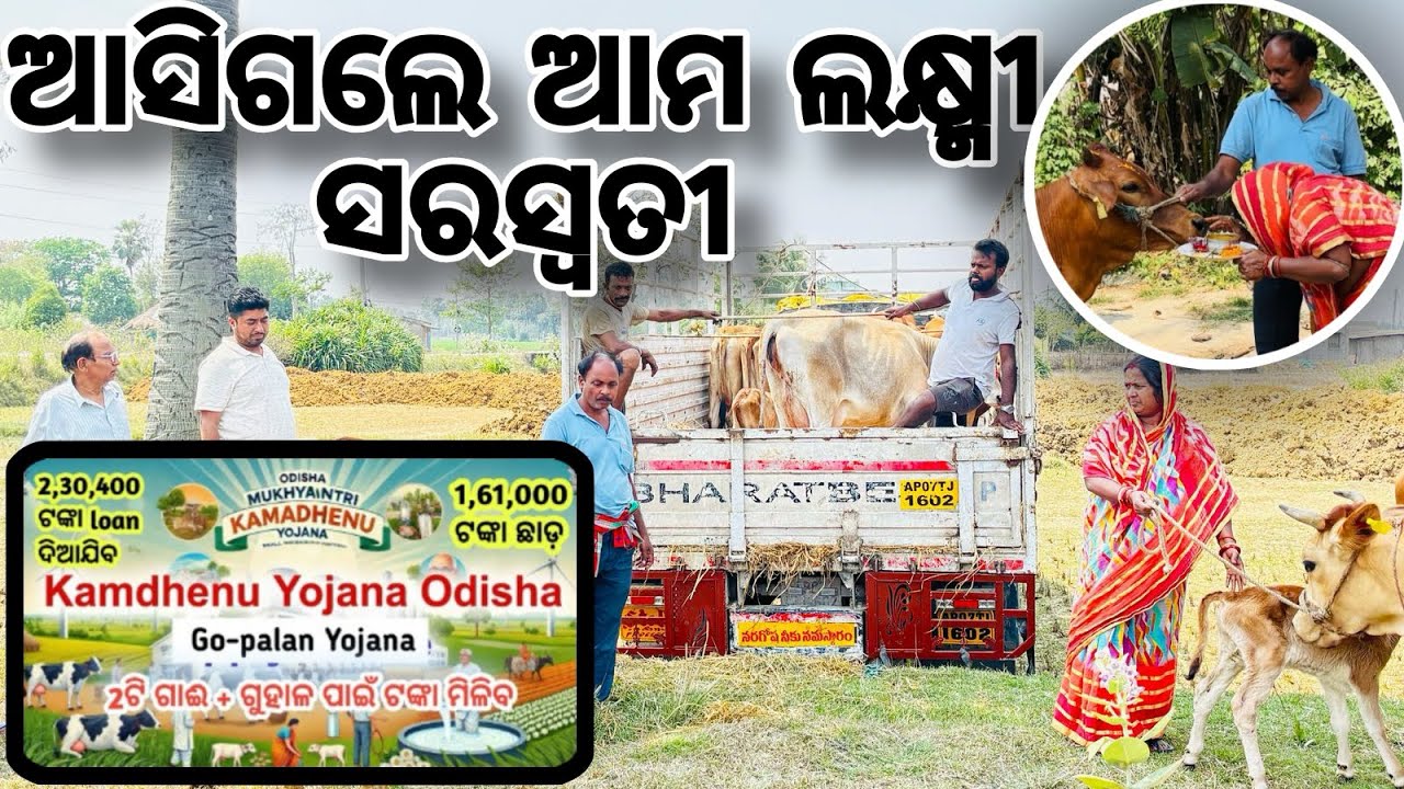 Asigale amoro goumata❤️କାମଧେନୁ ଯଯନାରୁ ମିଳିଗଲା ଗାଇ #kamadhenu #odisha #mohansarkar #foryou #farmer