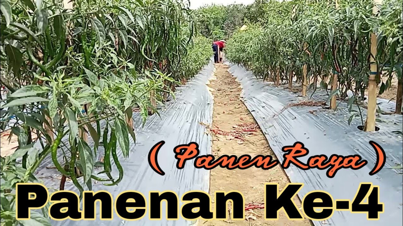 slebeww...!! Panen ke-4 cabai cmk akar umur 87 hst ( panen raya ) #panen