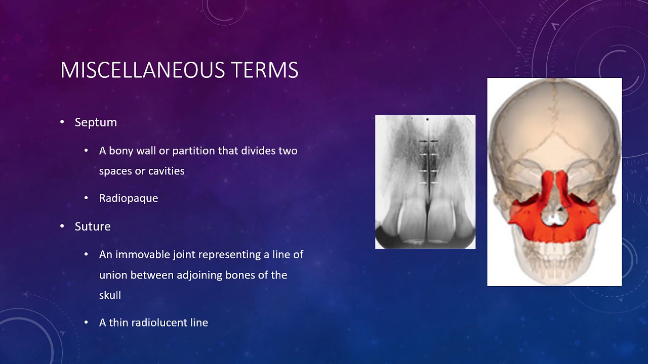 Intraoral Anatomy