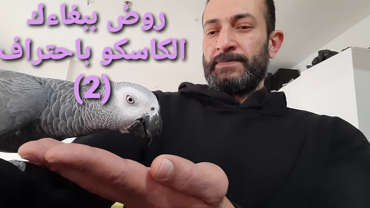 تدريب الكاسكو على الاطاعة الجزء الثاني(2)