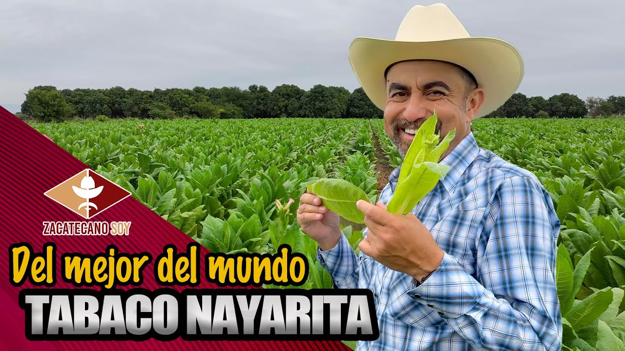 EL TABACO DE NAYARIT para el mundo