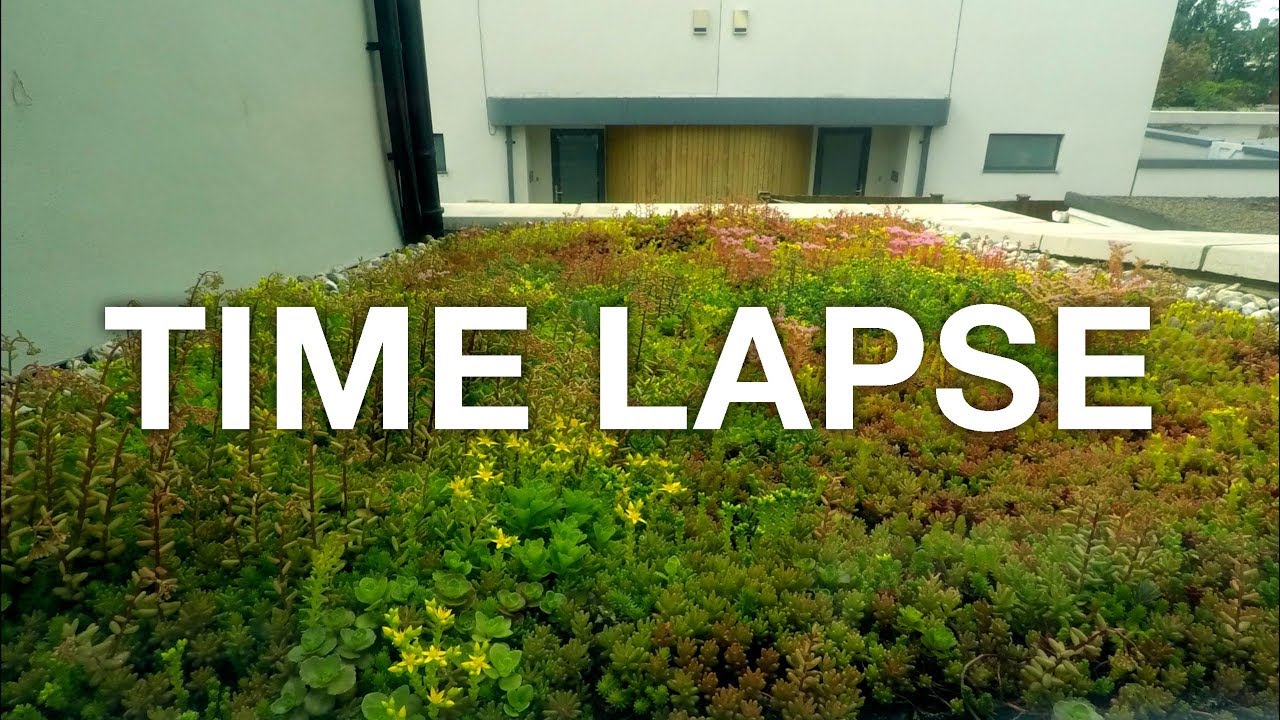 🌱 2 Month TIME LAPSE Sedum green roof build and growth