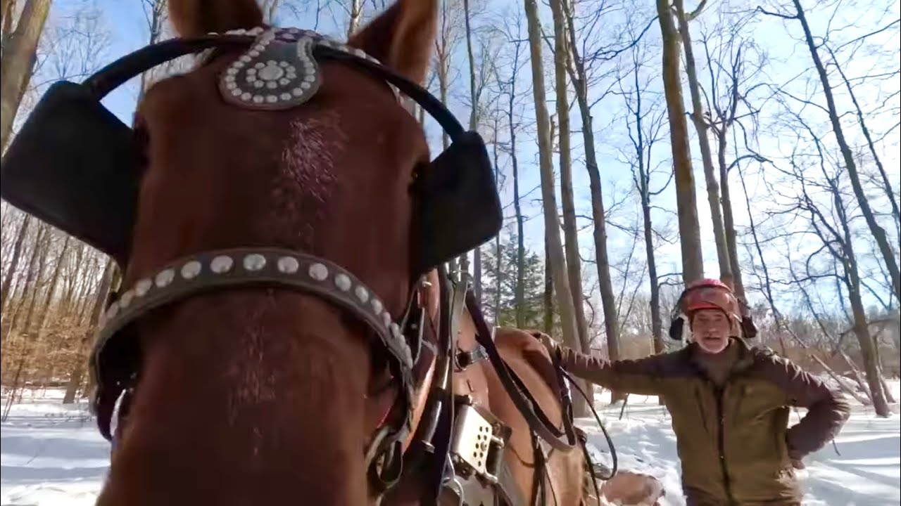 What does it mean to STICK A HORSE?? // Earl’s First Time Skidding a Log by Himself #886