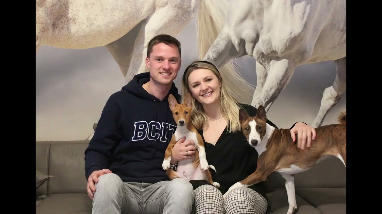 Szczenięta w nowych domkach Miot O, H, Black i Red Jack Russell Terrier & Basenji Zakira FCI