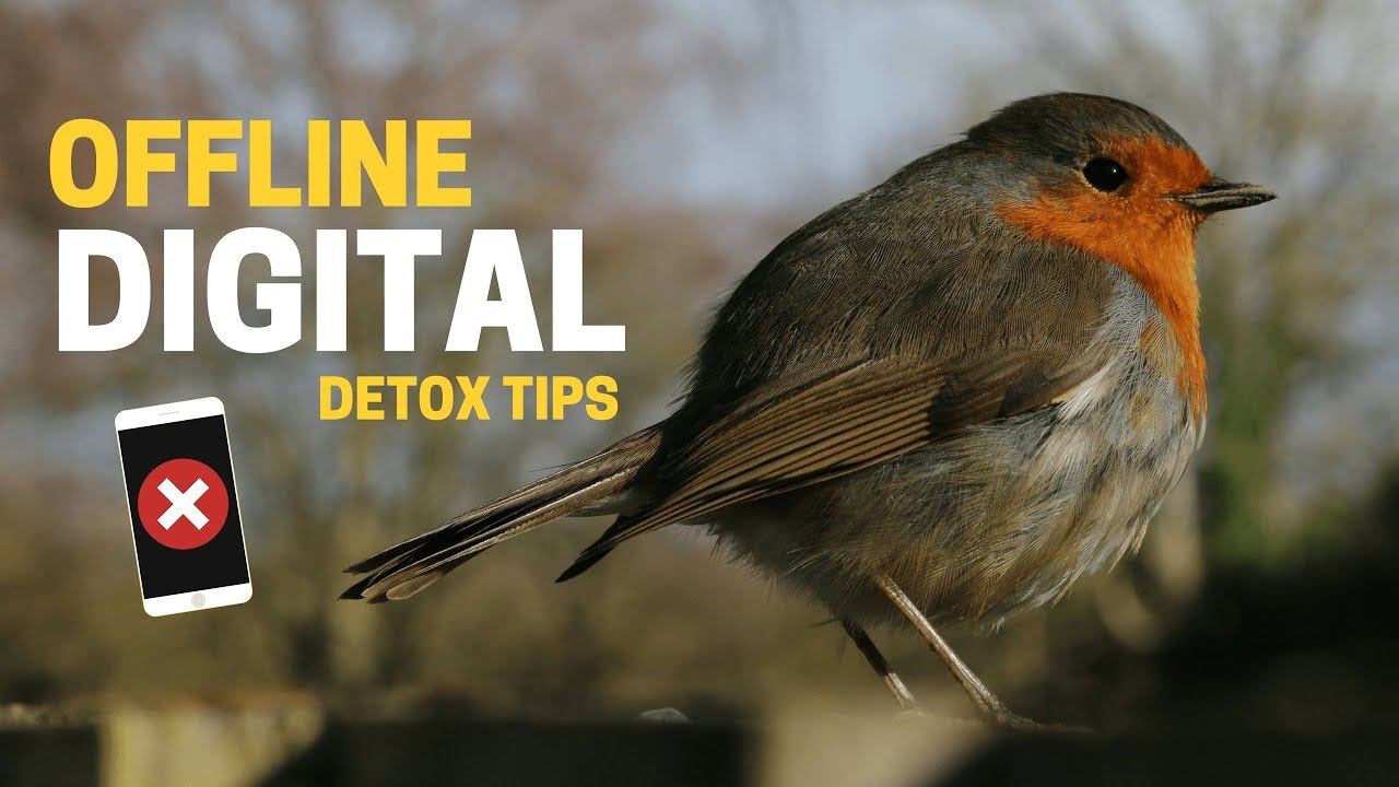 Digital Detox: 8 Tips for Offline Productivity